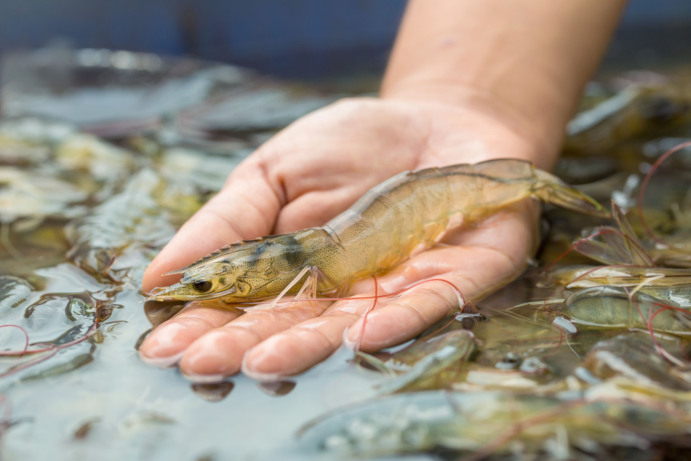 Aquaculture Success